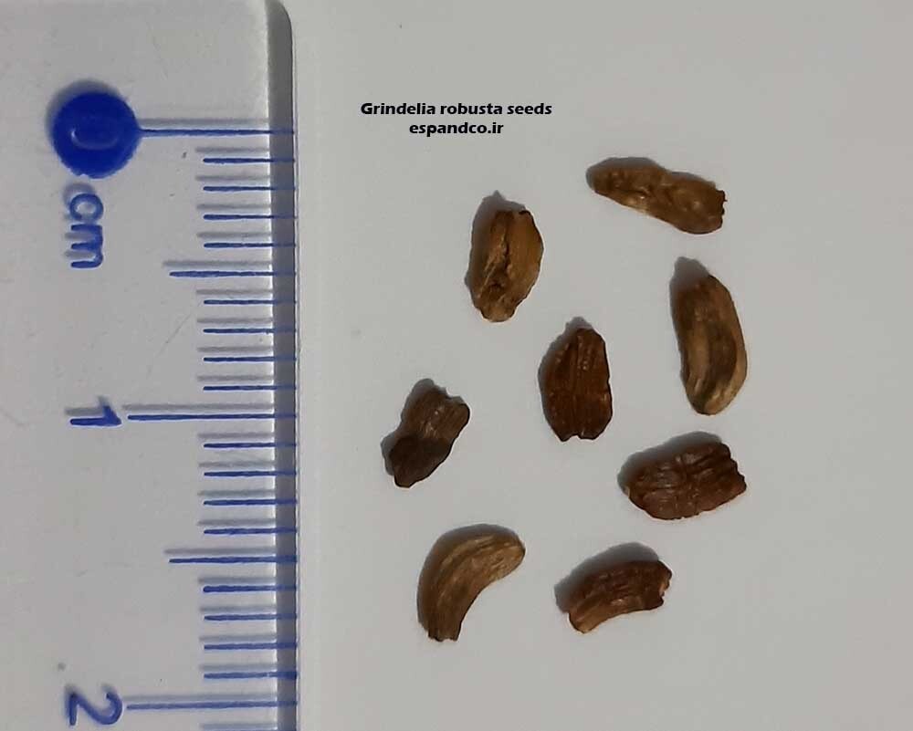 Grindelia Robusta seeds 